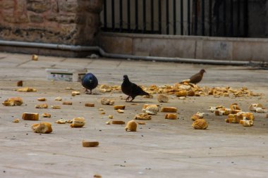 pigeons eating breads in turkey
