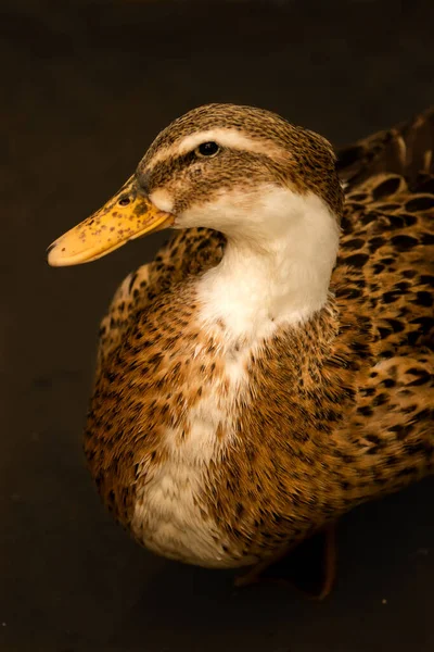 Brown Duck Love Take Photos — стоковое фото