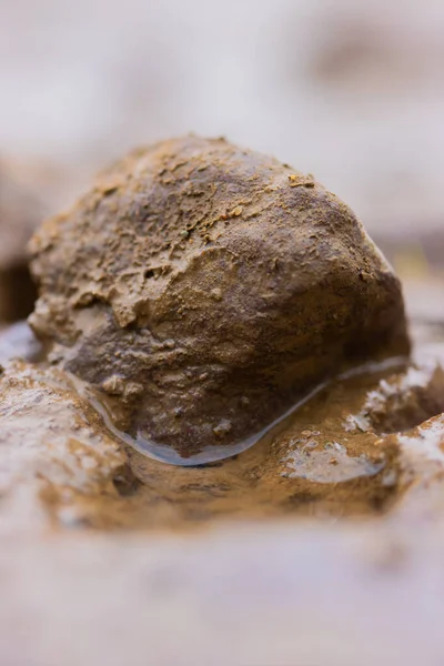 Litte Stone Mud Shooted Macro Lens — стоковое фото