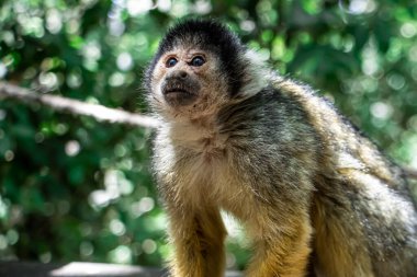 a close up of a monkey looking to a man