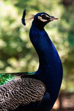 a colorful peacock looking straight like a king