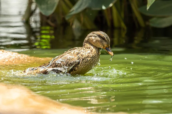 Bird Swimming Water Shaking His Little Head Pushing Away Water — Stock Photo, Image