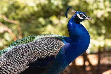 a colorful peacock perched on a branch looking straight