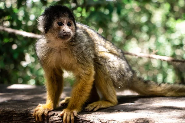 Monkey Sitting Wood Table Zoo Looking Right Way — Foto de Stock