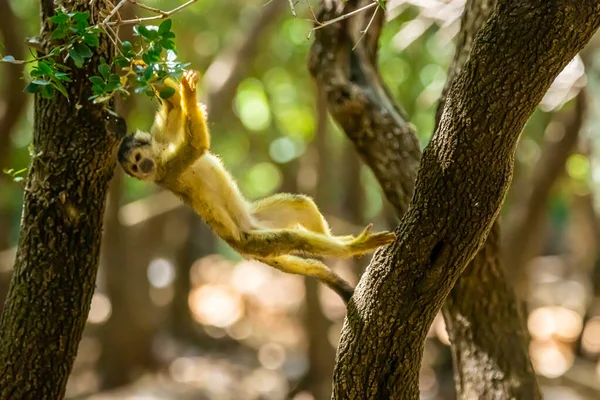 Monkey Climbing Jumping Tree Tree — Foto de Stock