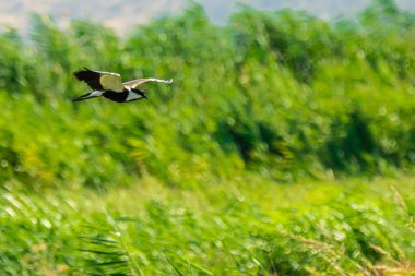 a bird flying over a green field with wind