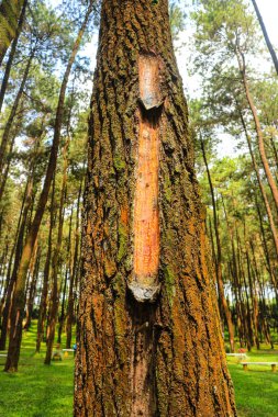 pine tree resin extraction and collection process in indonesia forest