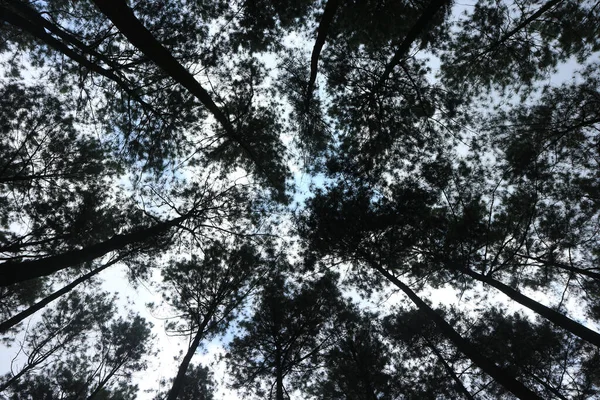 Bottom View Tall Old Pine Trees Evergreen Primeval Forest Indonesia — Photo