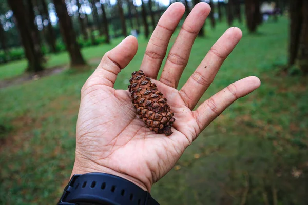 Close View Brown Pine Cone Hand Indonesian Forest — Stockfoto