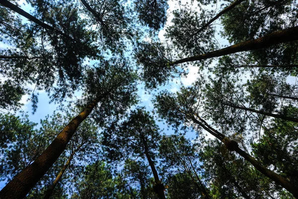 Bottom View Tall Old Pine Trees Evergreen Primeval Forest Indonesia — Stockfoto