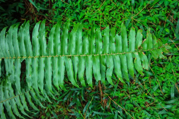 Beautiful Fern Leaf Texture Nature Natural Indonesian Forest — Photo