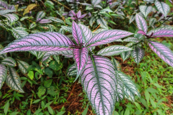 Persian Shield Displaying Vibrant Shades Purple Green Indonesian Forest — Stock Photo, Image
