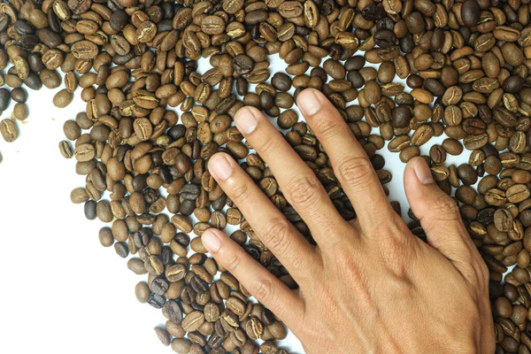 Roasted Coffee beans on a palm hand Barista.