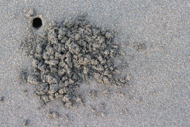 Close up nest sea crab on the beach. with brown black sand beach