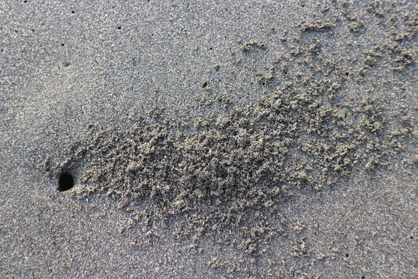 Close Nest Sea Crab Beach Brown Black Sand Beach — Stock Fotó