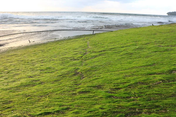 green moss on the beach. with a view of the sunrise and sea waves
