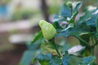Red an Green chili peppers on the tree in garden.