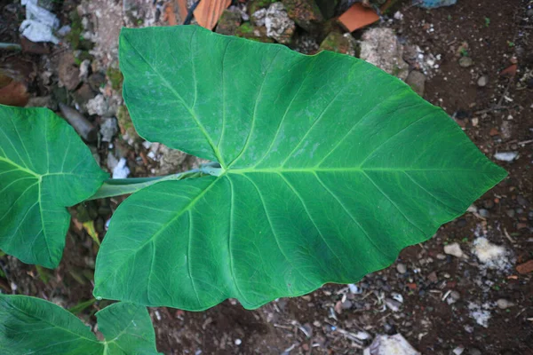 Beatiful Small Green Taro Leaves Alocasia Indica Green Bushes Biennial — Stok fotoğraf