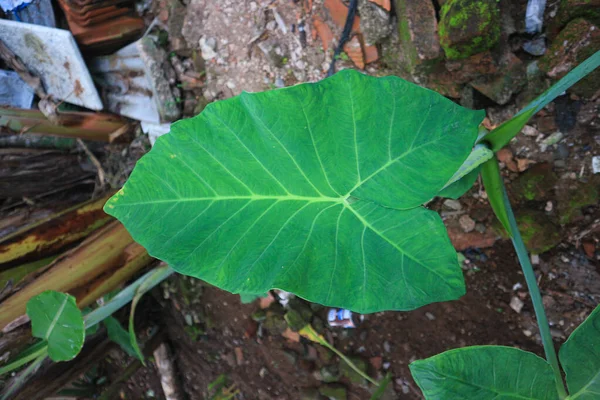 Beatiful Small Green Taro Leaves Alocasia Indica Green Bushes Biennial —  Fotos de Stock