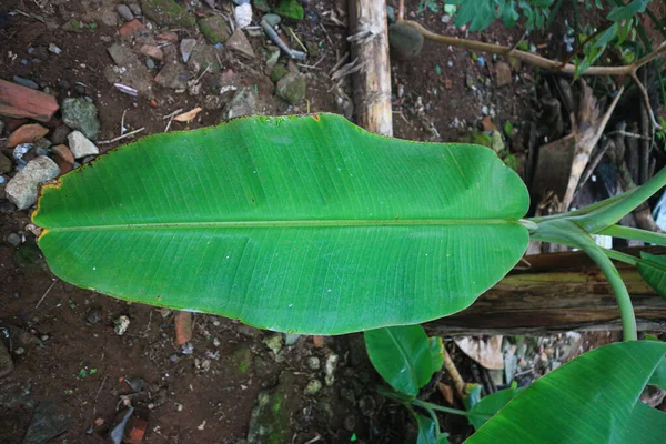 Tropical Banana Palm Leaves Texture Green Tropical Plants — Stock Photo, Image
