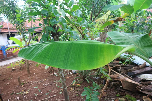 Tropical Banana Palm Leaves Texture Green Tropical Plants — Stockfoto