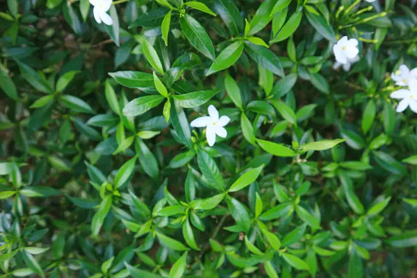 Jasmine Flower Plant Natural Background —  Fotos de Stock