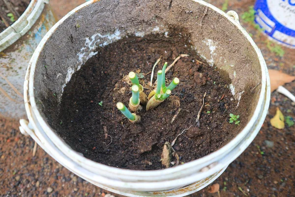 Green Onion Plants Pot Growing Leek Growing —  Fotos de Stock