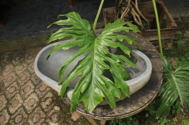 A leaf of Monstera interior decorations tropical planting in house , Monstera deliciosa new leaf rising in flowerpot