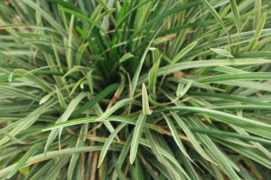 Ophiopogon, lilyturf is a genus of evergreen perennial plants native to warm temperate to tropical regions of Asia. They are not closely related to the true grasses, the Poaceae. Family Asparagaceae.
