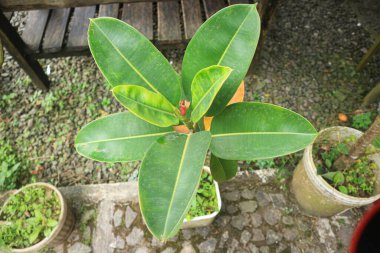 Ficus elastica (Also known as the rubber fig, rubber bush, rubber tree) in nature. The latex of Ficus elastica is an irritant to the eyes and skin and is toxic if taken internally