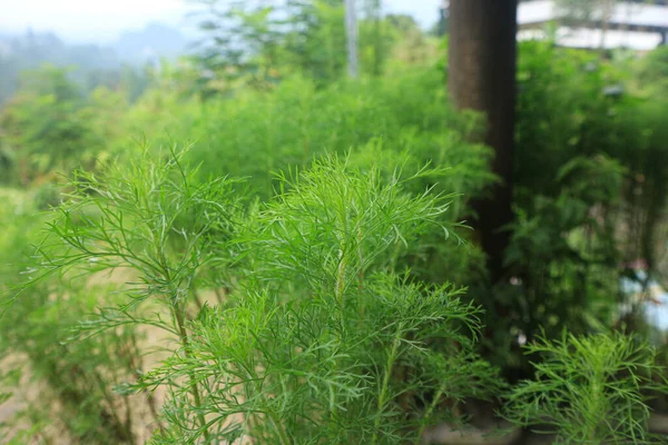 Pemandangan Dekat Dari Freshwater Plant Limnophila Sessiliflora — Stok Foto