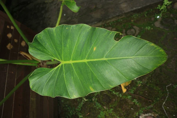 Tropical leaves. Giant taro leaves. Close up Elephant ear leaves for background. Tropical green banana taro leaf.