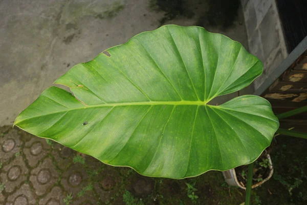 Tropical Leaves Giant Taro Leaves Close Elephant Ear Leaves Background — Stockfoto