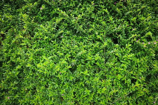 Green Wall Climbing Leaves Background Layout — Foto de Stock