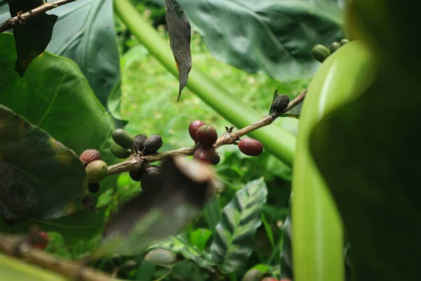 Closeup of coffee fruit in coffee farm and plantations in Java, Indonesia