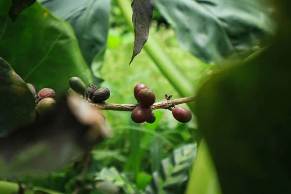 Closeup of coffee fruit in coffee farm and plantations in Java, Indonesia