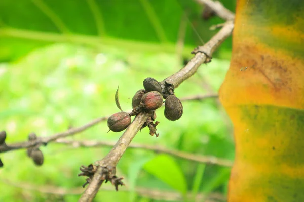 Closeup of coffee fruit in coffee farm and plantations in Java, Indonesia