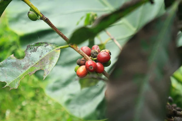 Closeup of coffee fruit in coffee farm and plantations in Java, Indonesia