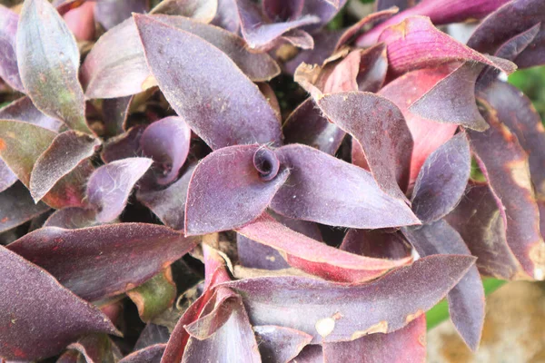 Tradescantia Pallida More Commonly Known Wandering Jew Walking Jew Other — 스톡 사진