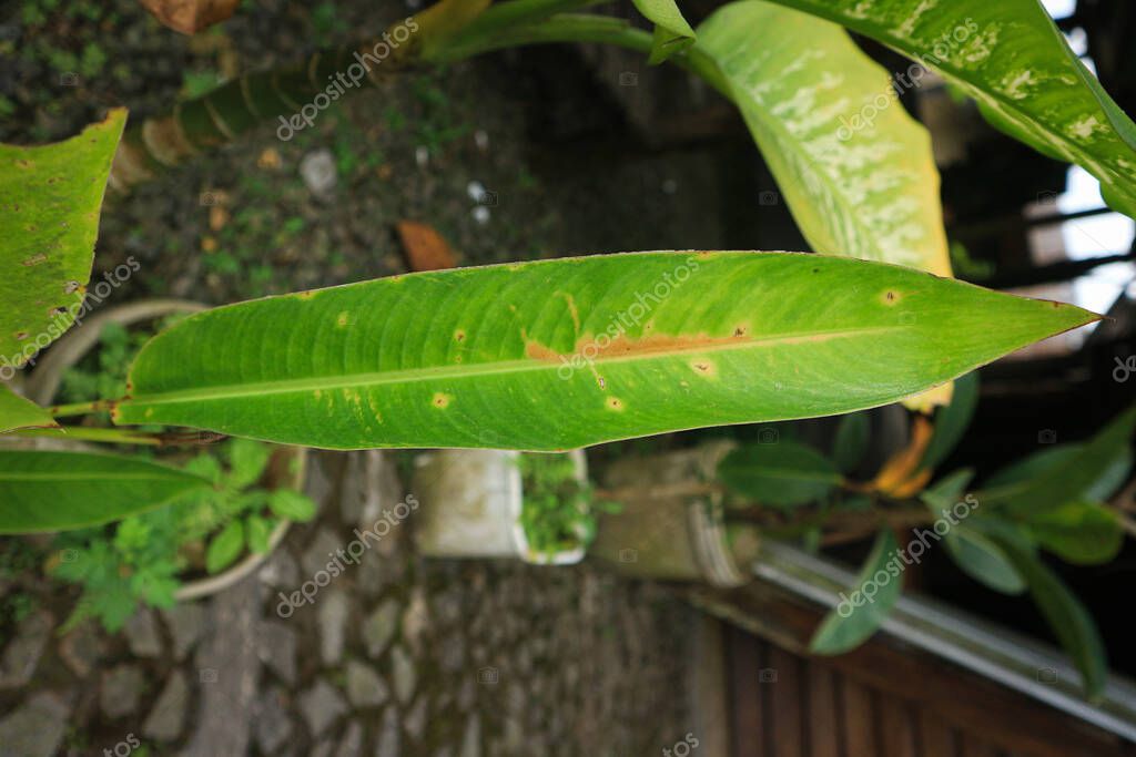 Ficus elastica (Also known as the rubber fig, rubber bush, rubber tree