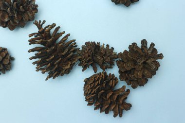 Bunch of cones various coniferous trees isolated on white