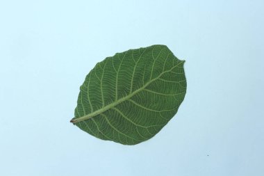 Beyaz arka plan üzerinde izole tik yaprak yeşil