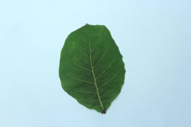 Beyaz arka plan üzerinde izole tik yaprak yeşil