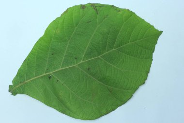 Beyaz arka plan üzerinde izole tik yaprak yeşil