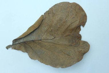 dry brown teak leaf isolated on white background