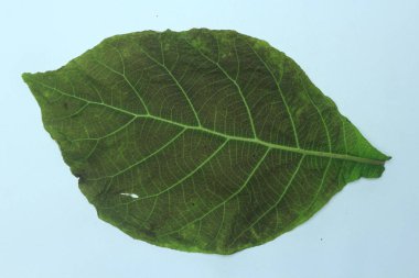 Beyaz arka plan üzerinde izole tik yaprak yeşil