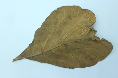 dry brown teak leaf isolated on white background