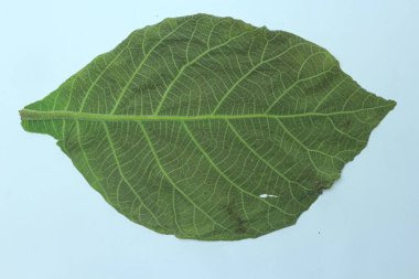 Beyaz arka plan üzerinde izole tik yaprak yeşil