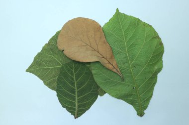 dry brown teak leaves isolated on white background