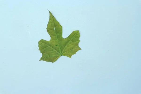 papaya leaf, green papaya leaf isolated on the white background